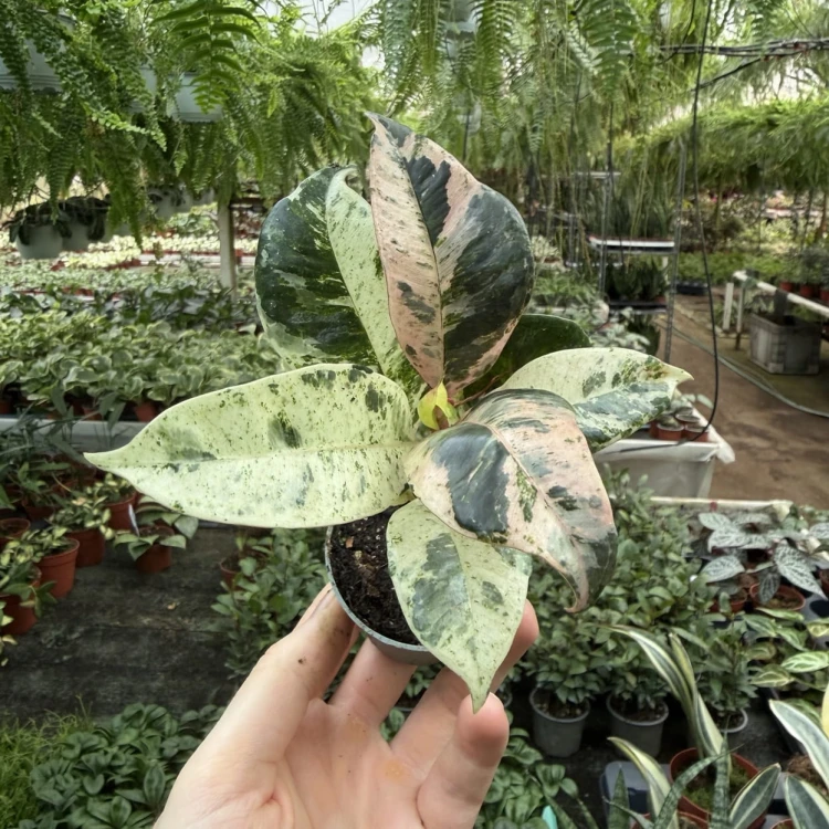 Ficus elastica Moonshine Shivereana Fikus P6