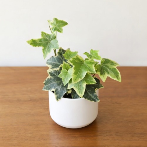 Hedera helix Esther Bluszcz P6