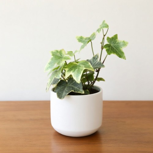 Hedera helix Esther Bluszcz P6