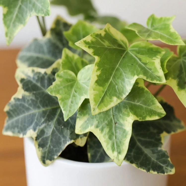 Hedera helix Esther Bluszcz P6