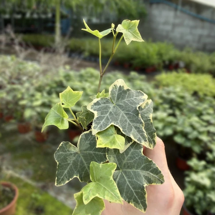 Hedera helix Esther Bluszcz P6