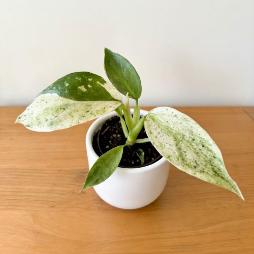 Philodendron Jose Buono Filodendron P6