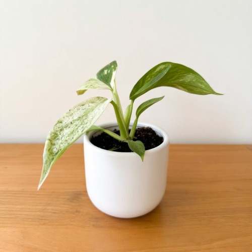 Philodendron Jose Buono Filodendron P6