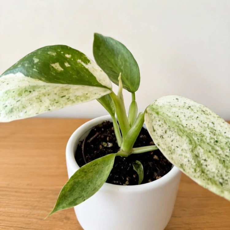 Philodendron Jose Buono Filodendron P6