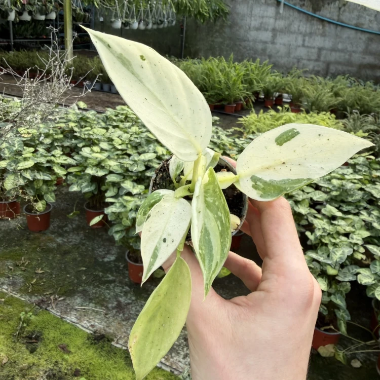 Philodendron Jose Buono Filodendron P6