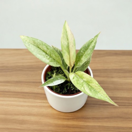 Philodendron Ring of Fire Filodendron P6