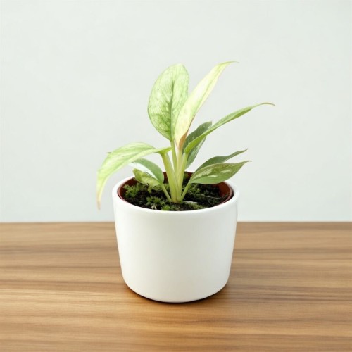 Philodendron Ring of Fire Filodendron P6