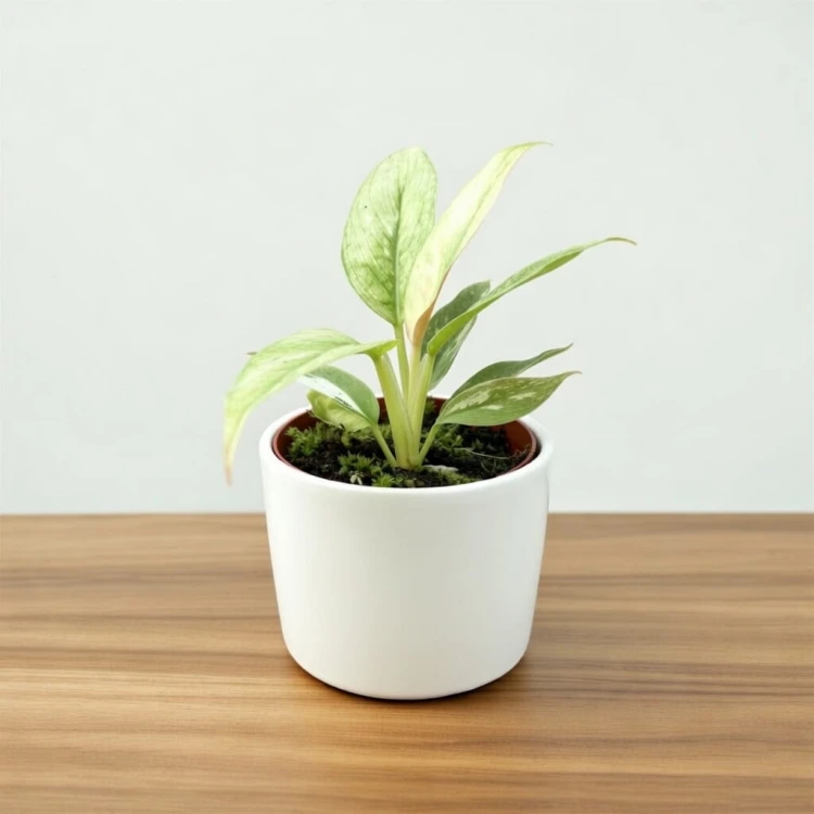 Philodendron Ring of Fire Filodendron P6