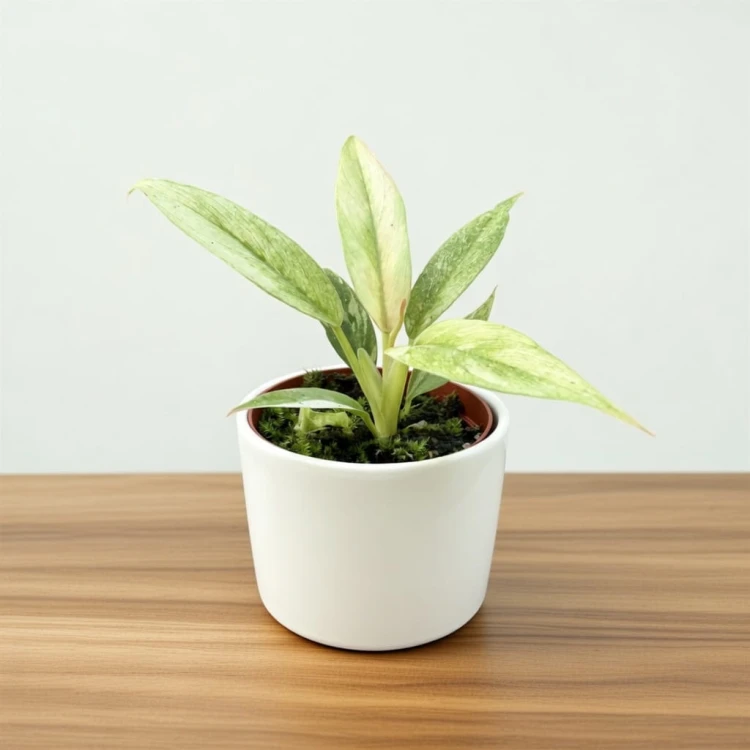 Philodendron Ring of Fire Filodendron P6