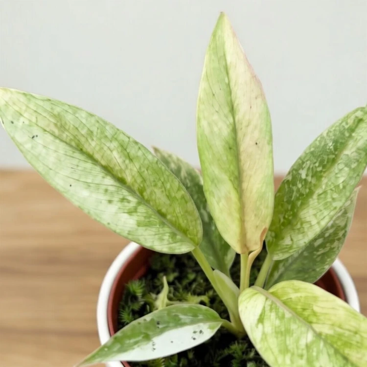 Philodendron Ring of Fire Filodendron P6