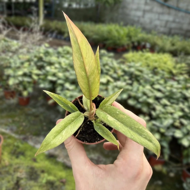 Philodendron Ring of Fire Filodendron P6