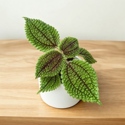 Pilea Mollis Moon Valley P6