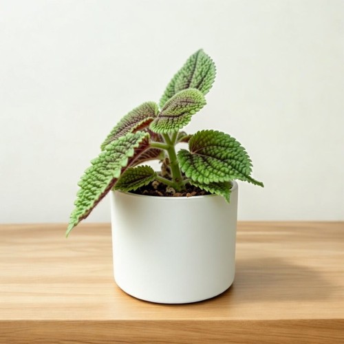 Pilea Mollis Moon Valley P6