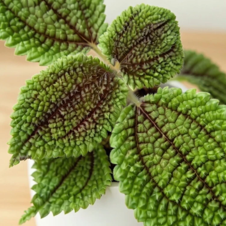Pilea Mollis Moon Valley P6