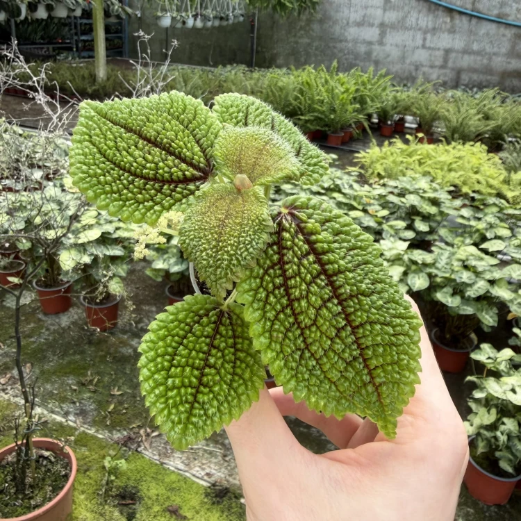 Pilea Mollis Moon Valley P6