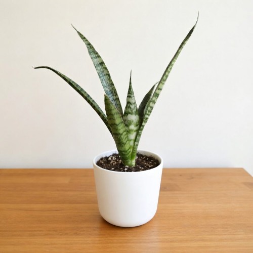 Sansevieria Everest Sanseweria P9