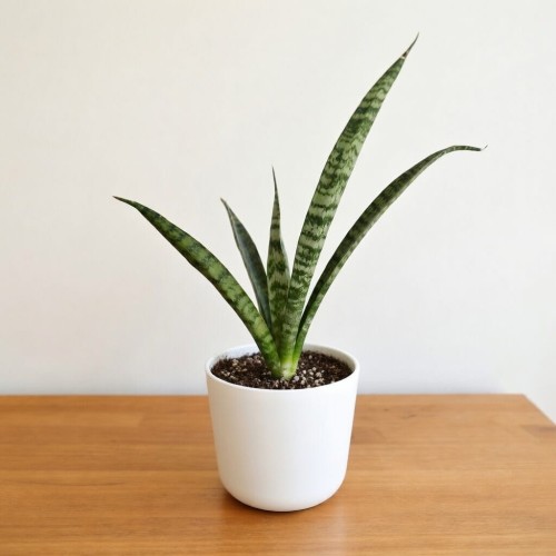 Sansevieria Everest Sanseweria P9