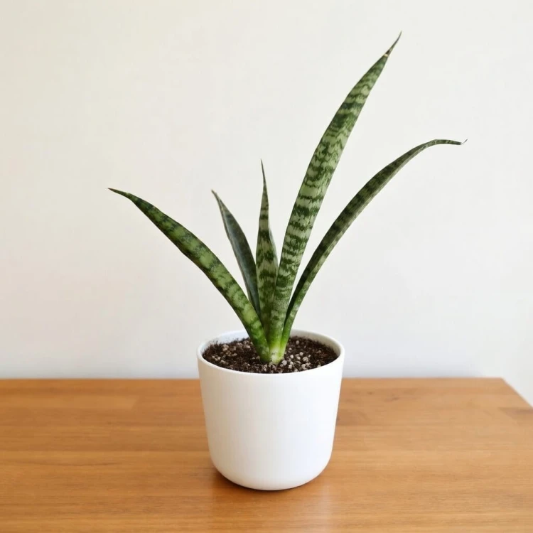 Sansevieria Everest Sanseweria P9