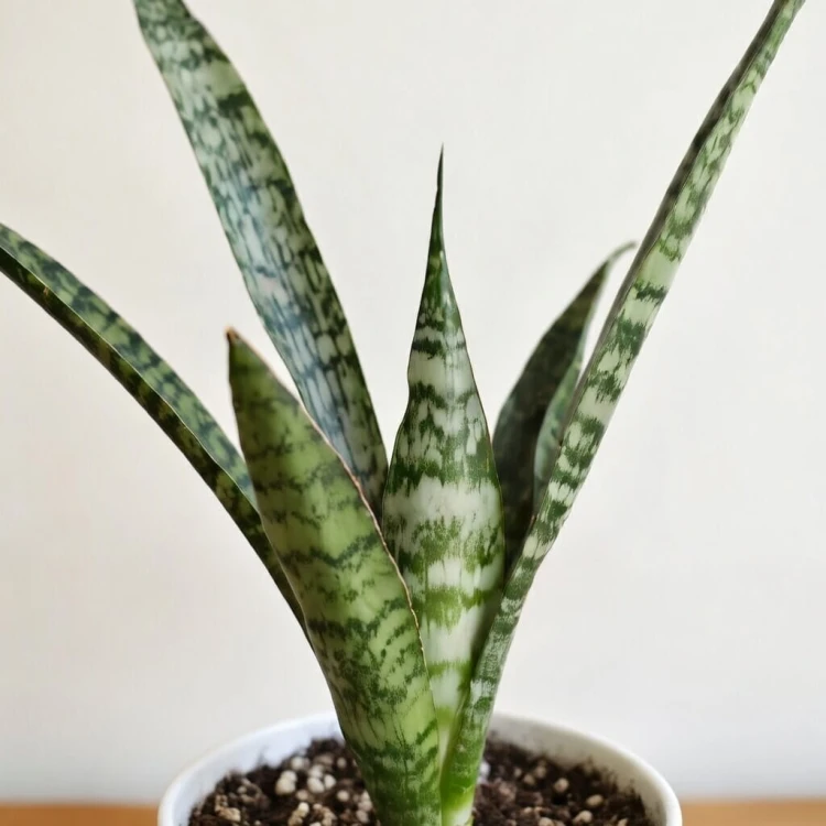 Sansevieria Everest Sanseweria P9