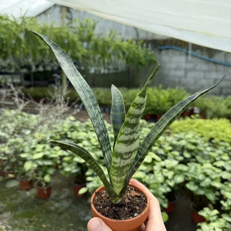 Sansevieria Everest Sanseweria P9