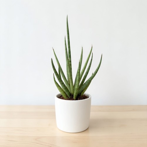 Sansevieria bacularis Mikado Sanseweria P6