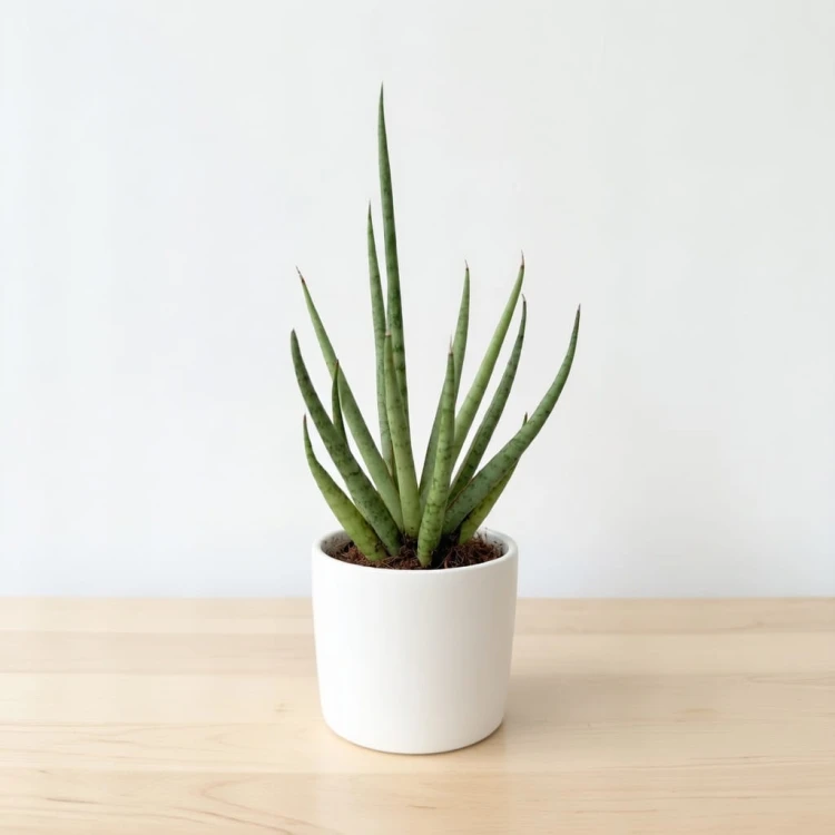 Sansevieria bacularis Mikado Sanseweria P6
