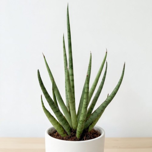 Sansevieria bacularis Mikado Sanseweria P6