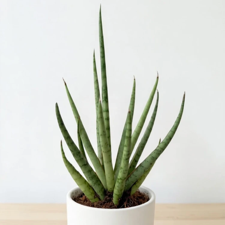 Sansevieria bacularis Mikado Sanseweria P6