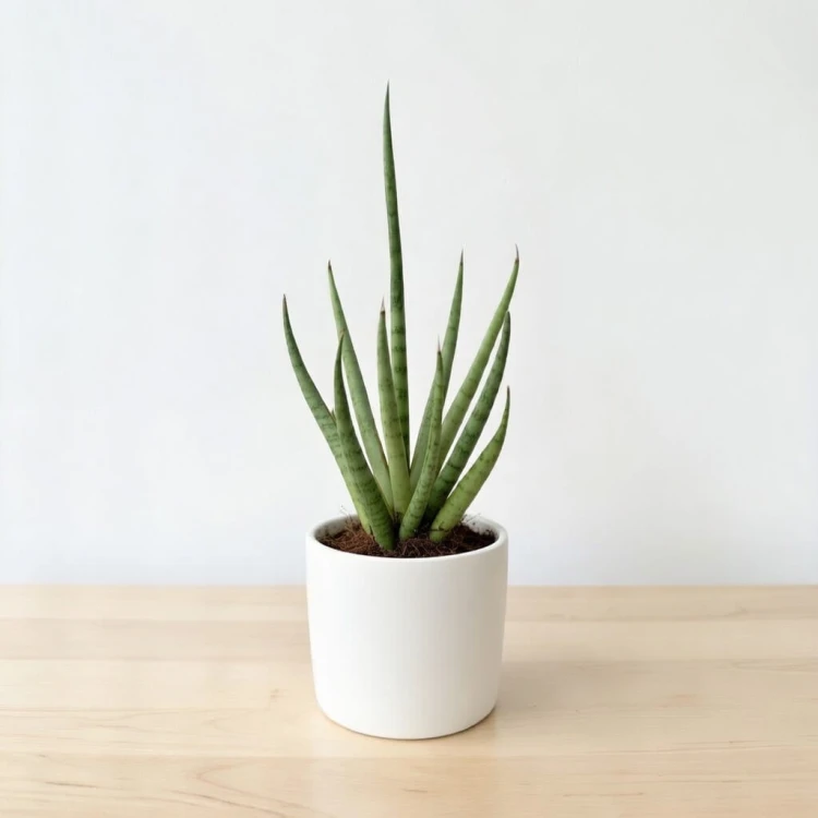 Sansevieria bacularis Mikado Sanseweria P6