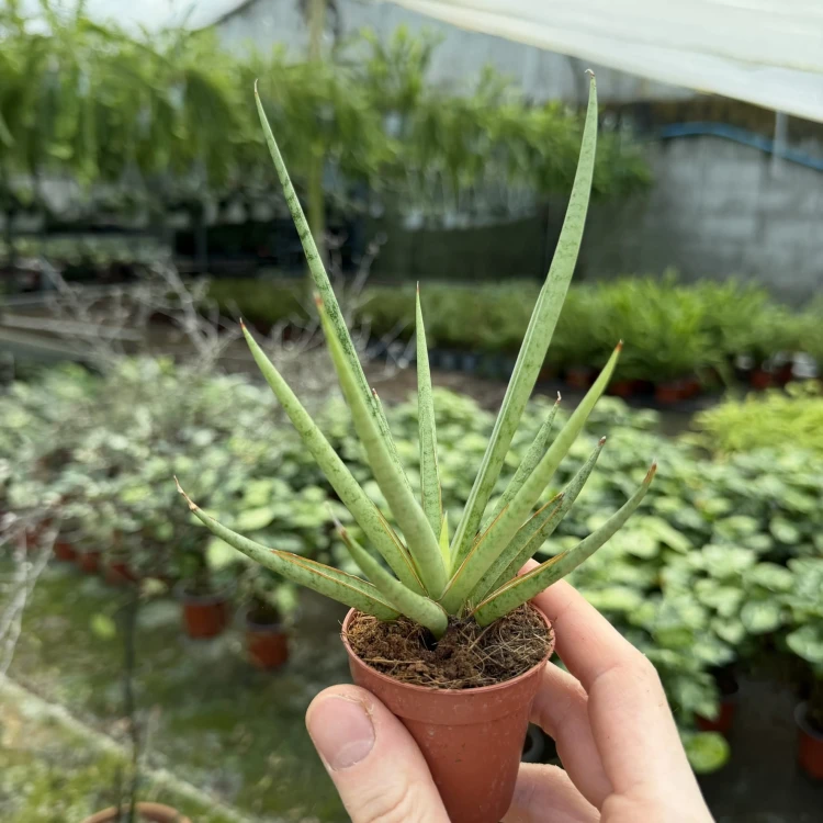 Sansevieria bacularis Mikado Sanseweria P6