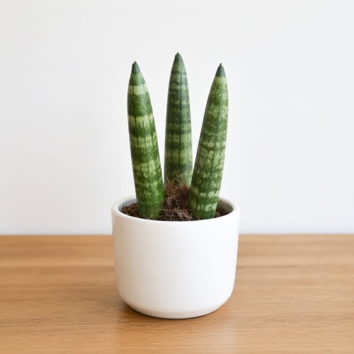 Sansevieria cylindrica Straight Sanseweria P6