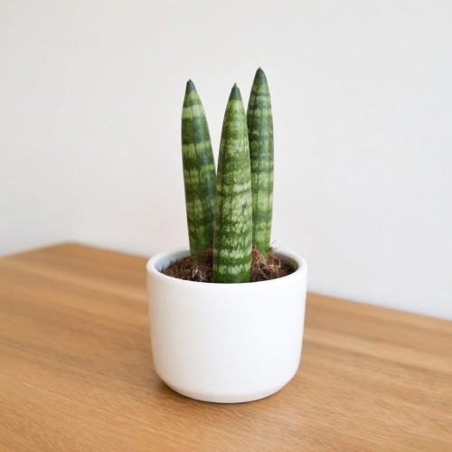 Sansevieria cylindrica Straight Sanseweria P6