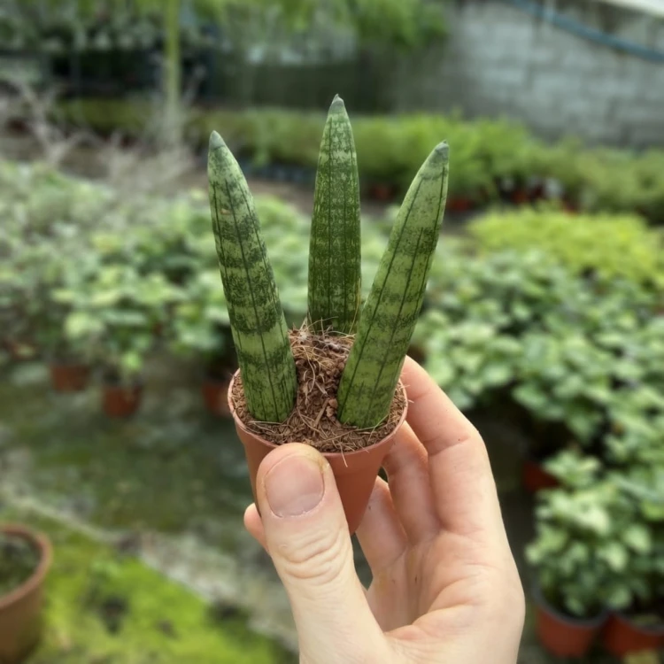 Sansevieria cylindrica Straight Sanseweria P6