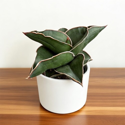 Sansevieria ehrenbergii Samurai Sansewieria P6