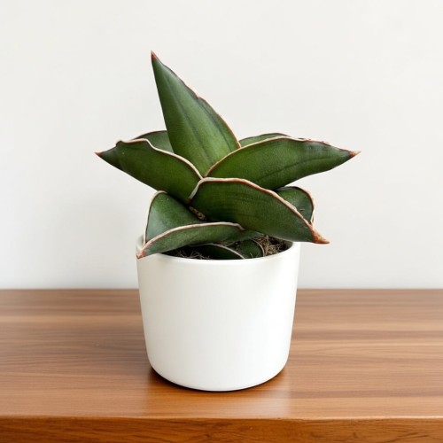 Sansevieria ehrenbergii Samurai Sansewieria P6
