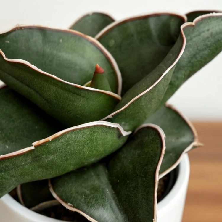 Sansevieria ehrenbergii Samurai Sansewieria P6
