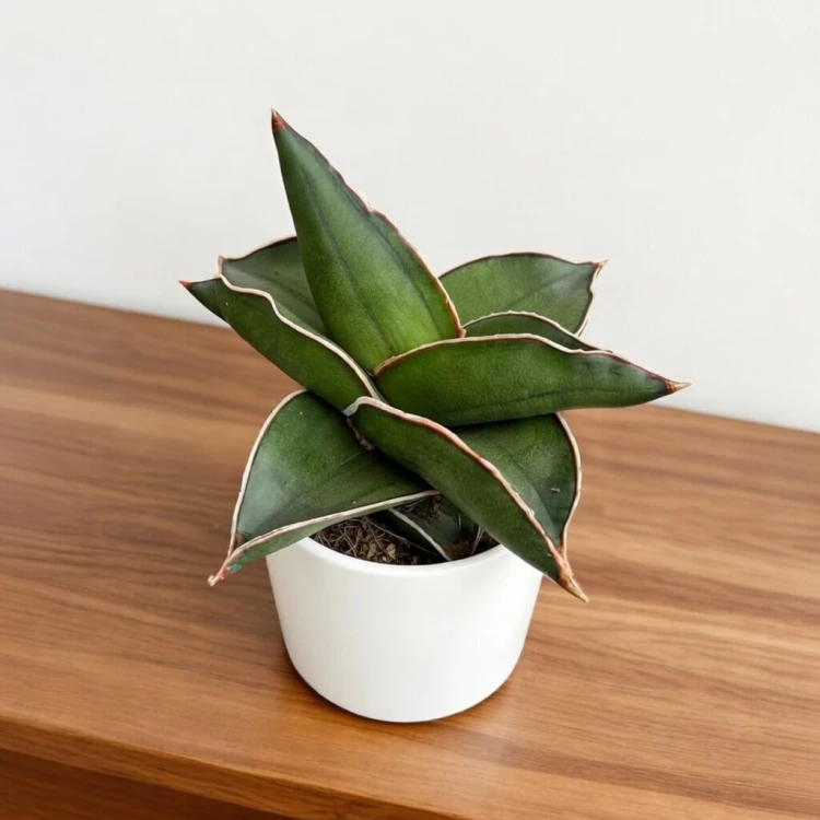 Sansevieria ehrenbergii Samurai Sansewieria P6