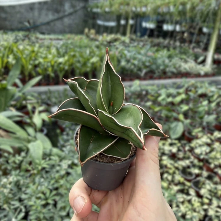 Sansevieria ehrenbergii Samurai Sansewieria P6