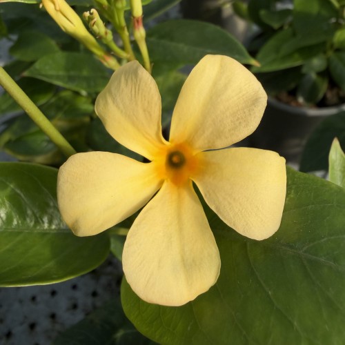 Mandevilla Żółta Sundaville Gold Dipladenia Złota
