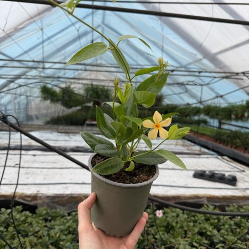 Mandevilla Żółta Sundaville Gold Dipladenia Złota