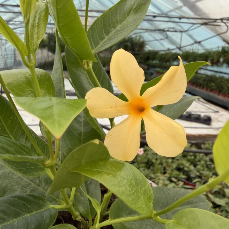 Mandevilla Żółta Sundaville Gold Dipladenia Złota