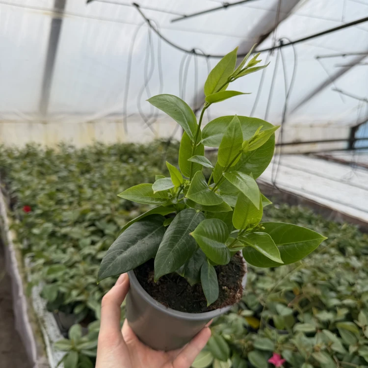 Mandevilla Żółta Sundaville Gold Dipladenia Złota