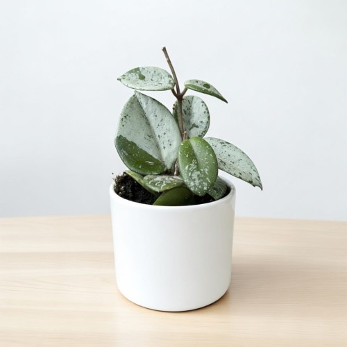 Hoya Mathilde Splash Hoja P6