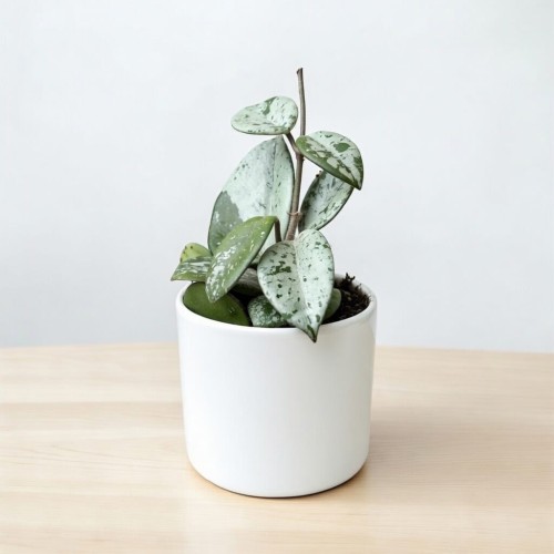 Hoya Mathilde Splash Hoja P6