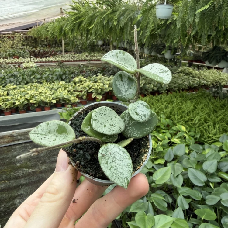 Hoya Mathilde Splash Hoja P6
