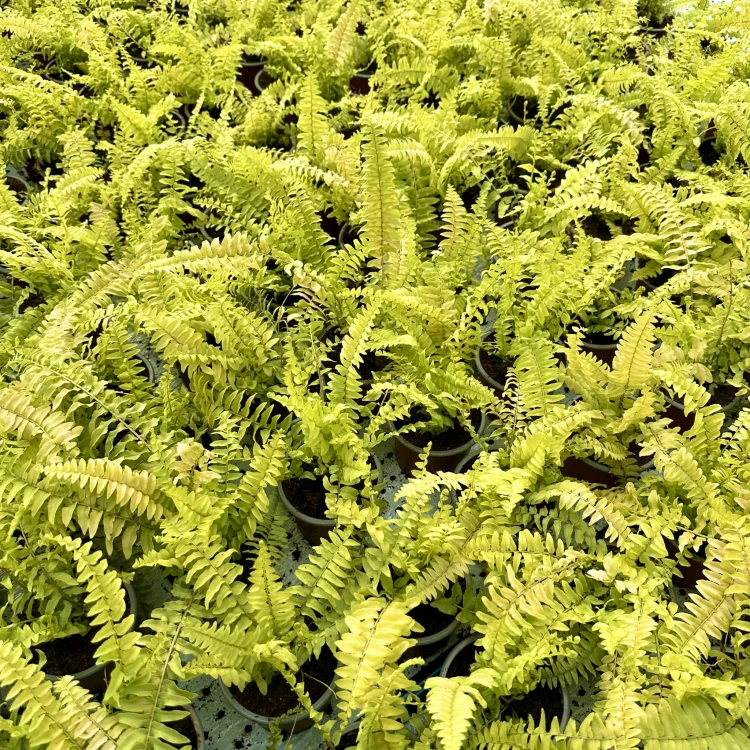 Paproć Nephrolepis Boston Blonde Nefrolepis wyniosły P9 #7
