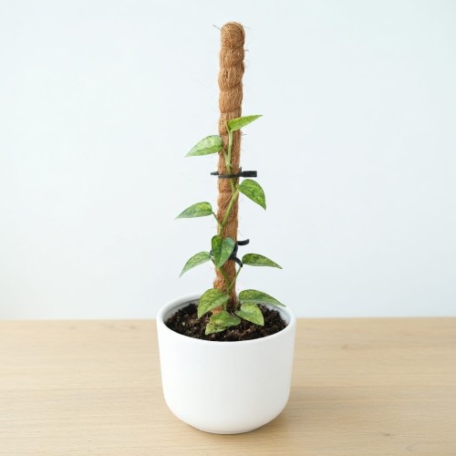 Epipremnum pinnatum Yellow Mint