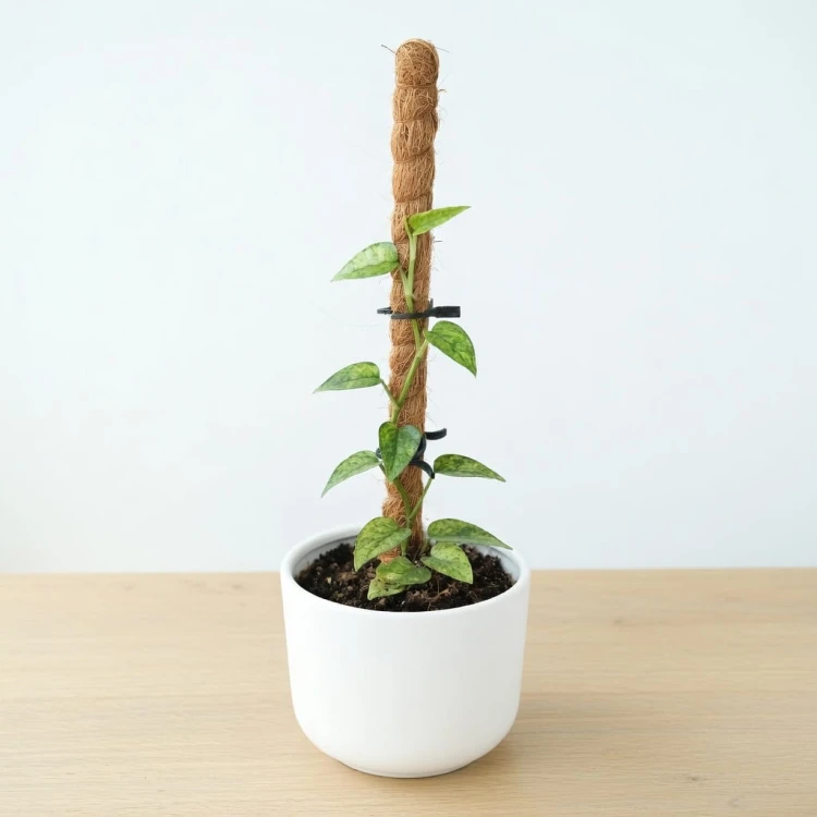 Epipremnum pinnatum Yellow Mint