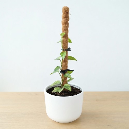 Epipremnum pinnatum Yellow Mint