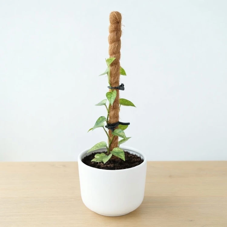Epipremnum pinnatum Yellow Mint